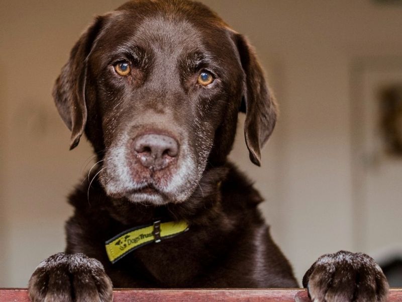 Adult Labrador, inside, standing on their hind legs, with paws up, at Oakfield Oldies.