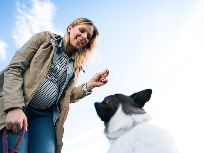 A pregnant woman bending over giving a black and white dog a treat outside