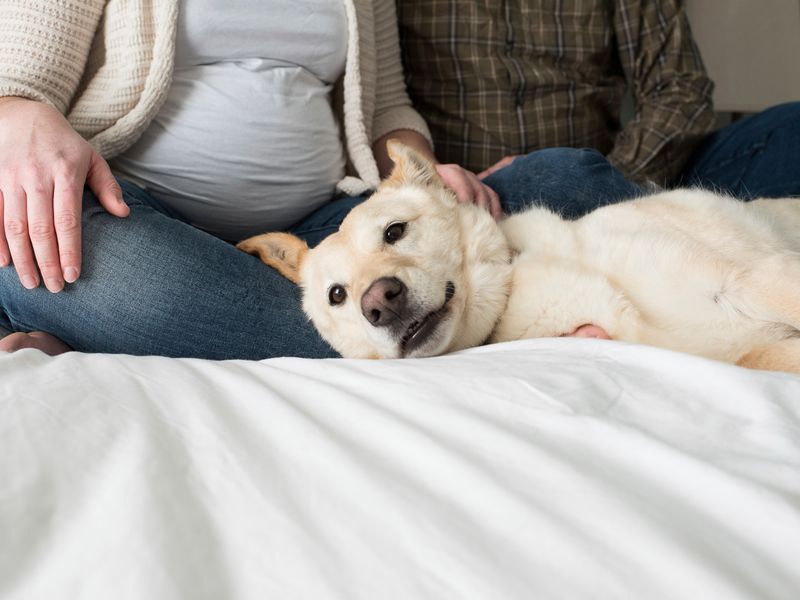 Pregnant woman and man sitting on a bed with a large golden Labrador lying in front of them