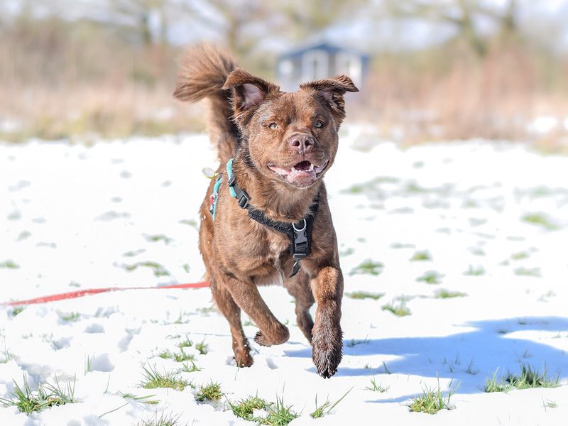 Scooby the crossbreed dog running through the snow at Kenilworth rehoming centre