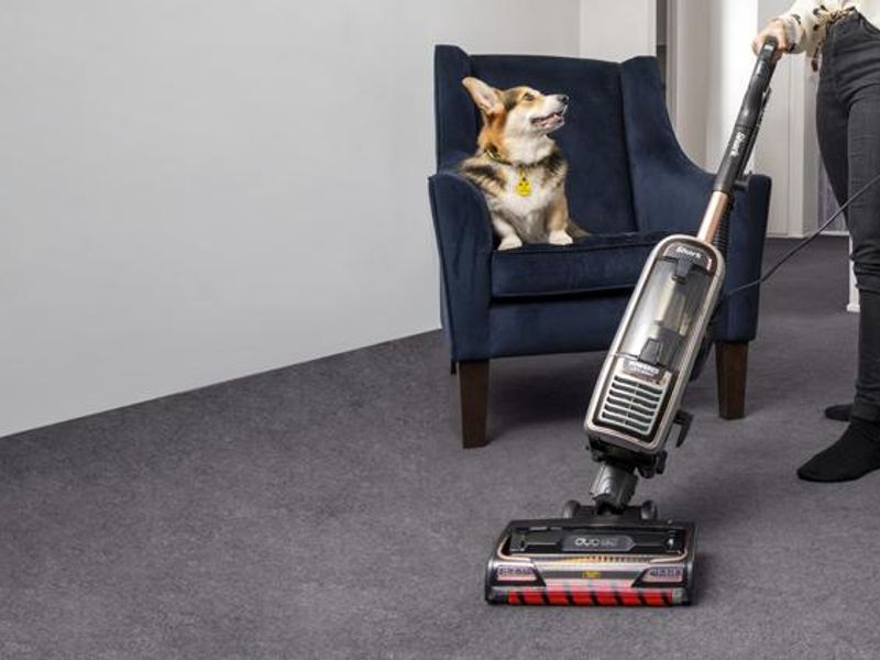 An adult Corgi sitting on a chair while their owner vacuums