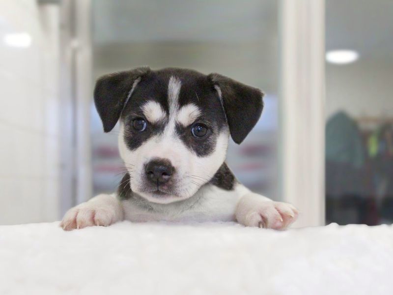 A black and cream coloured Husky looking puppy, looking directly at the camera with paws up on a counter