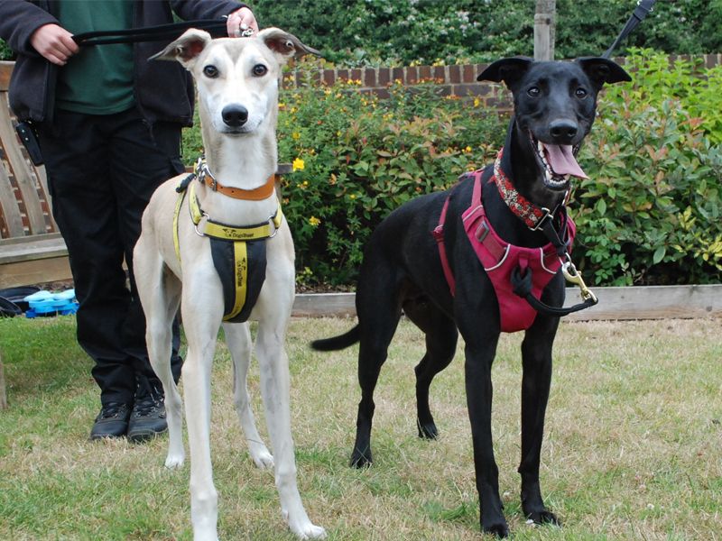 A pair of Lurchers one black and one white and tan, stand with a Canine Carer at Dogs Trust Newbury