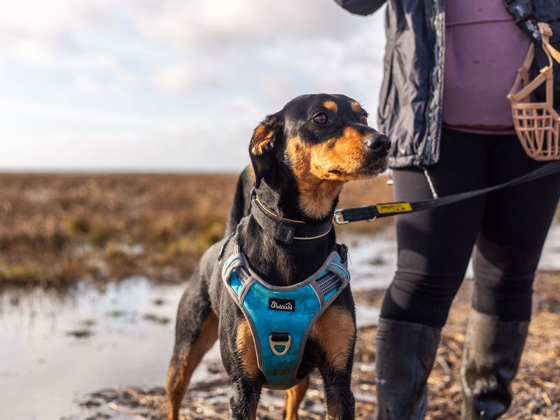 Bobby the crossbreed enjoys a day out at the beach