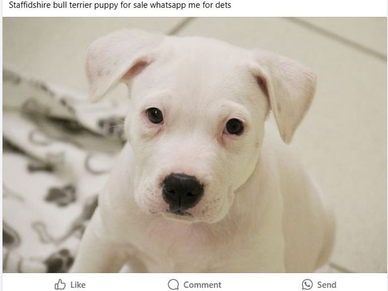 A facebook post of someone trying to sell a white puppy Staffordshire bull terrier looking up at the camera