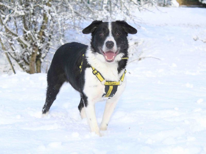 An adult black and white Border Collie dog standing in the snow