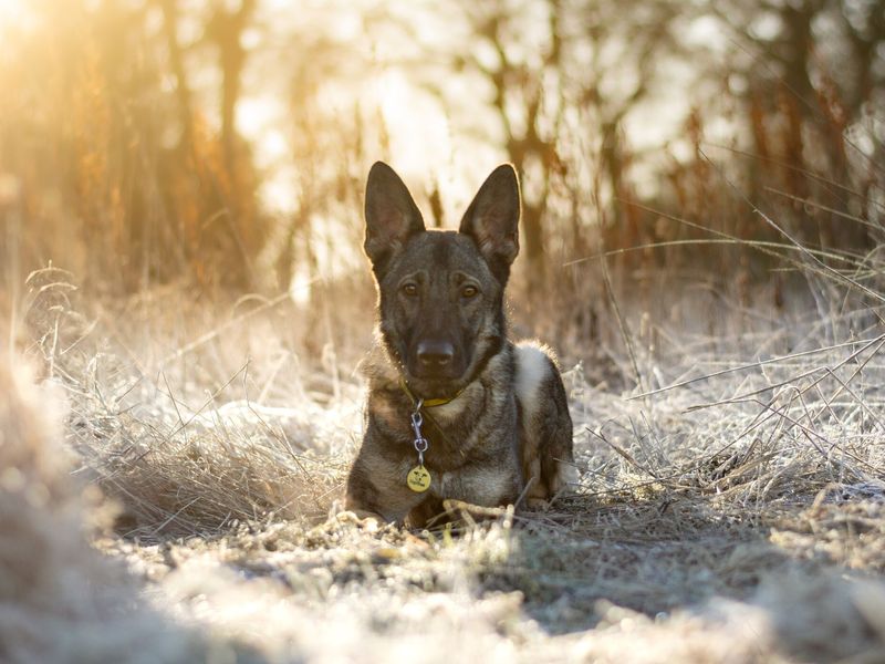 Piper a Belgian Malinois dog, lying in a frosty field looking at the camera, at Kenilworth rehoming centre