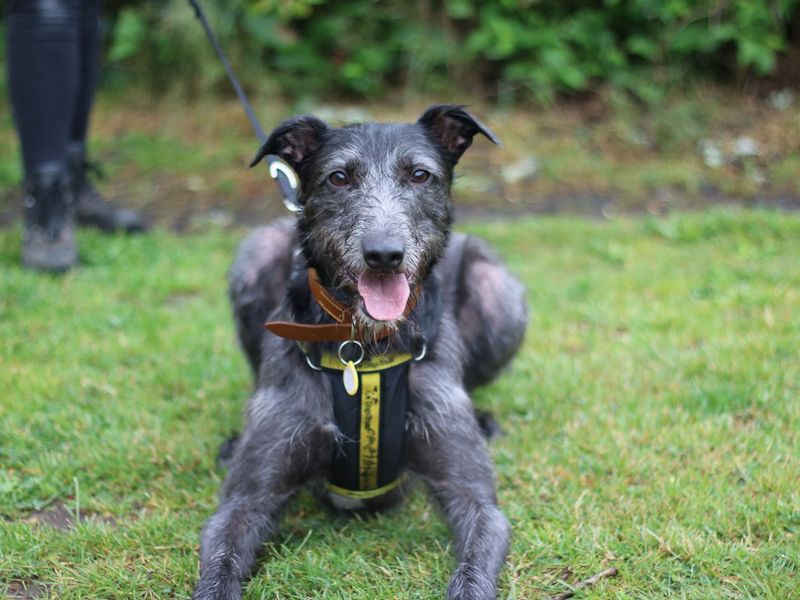 Alfred the Lurcher at Dogs Trust Glasgow