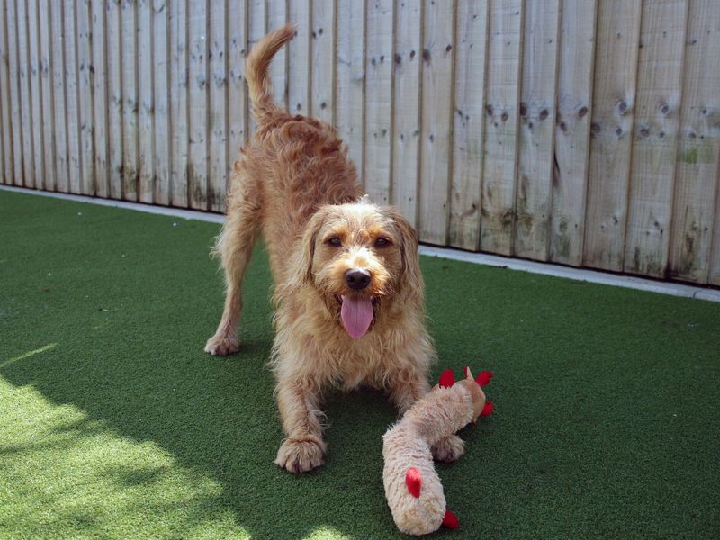 Ollie a ruff Golden-doodle play bowing with his tongue out, next to a toy.