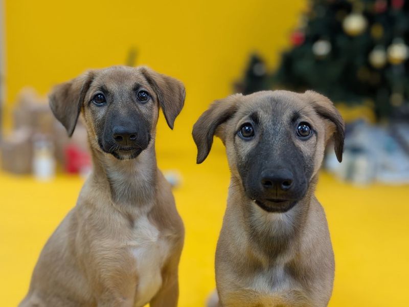 Two tan and black belgian shepherd puppies looking at the camera behind a yellow background