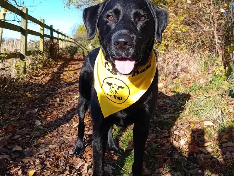 skye a black labrador wearing a yellow dogs trust bandana, out for a walk on a woodland path in the sunshine.