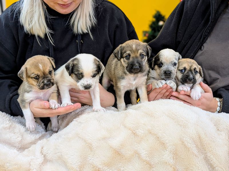 Five small puppies being held by a canine carer under a white faux fur blanket