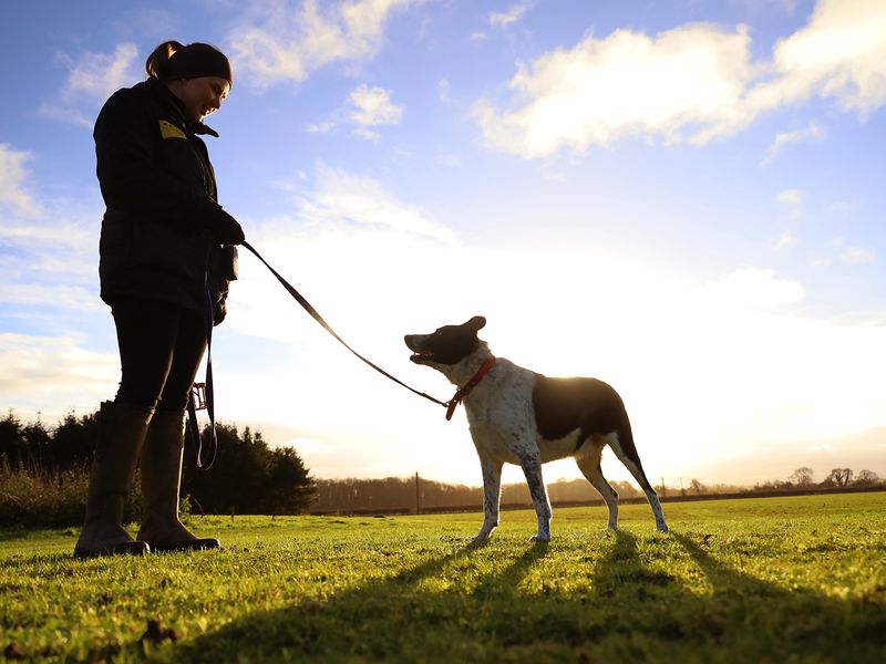 Alfie the Collie cross and his carer Tasha at Dogs Trust Leeds