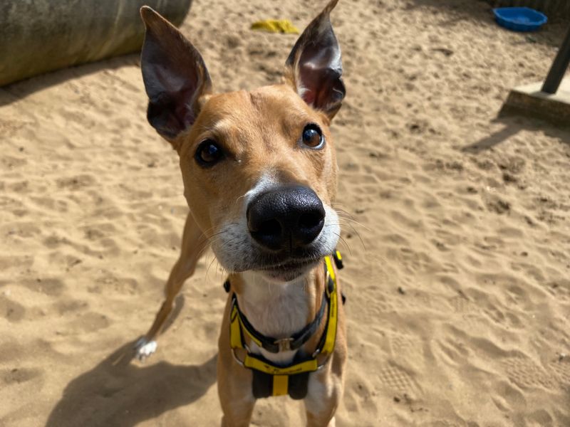 Chester the Whippet Cross spent 200 days at Dogs Trust Ilfracombe.