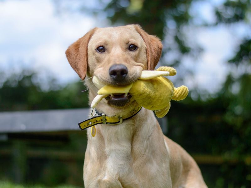 Saxon the Labrador poses with a toy in his mouth at Dogs Trust Kenilworth