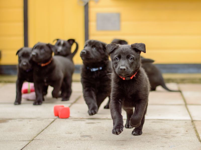 a group of black crossbreed puppies running and playing in a pen