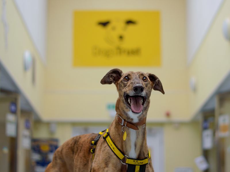 Nash the Greyhound at Dogs Trust Kenilworth