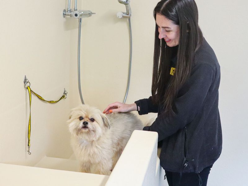 A white Shih Tzu inside a grooming room bath being held by a member of staff