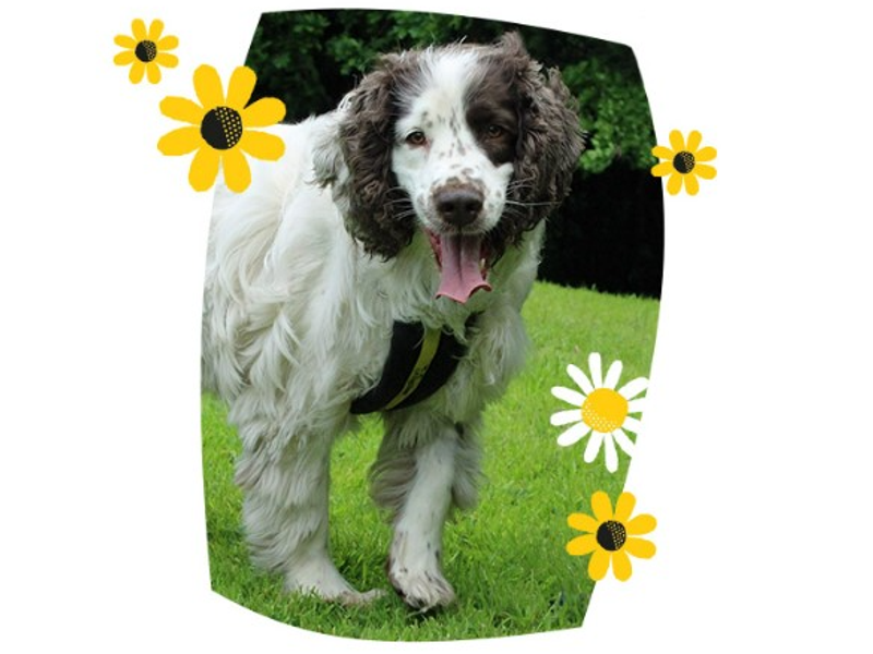 A brown and white springer spaniel looking at the camera with yellow and white flower graphics around the image