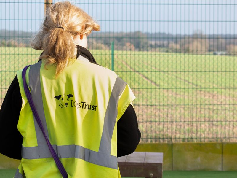 A lady's back wearing a hi-vis dogs trust jacket, outside in an agility area