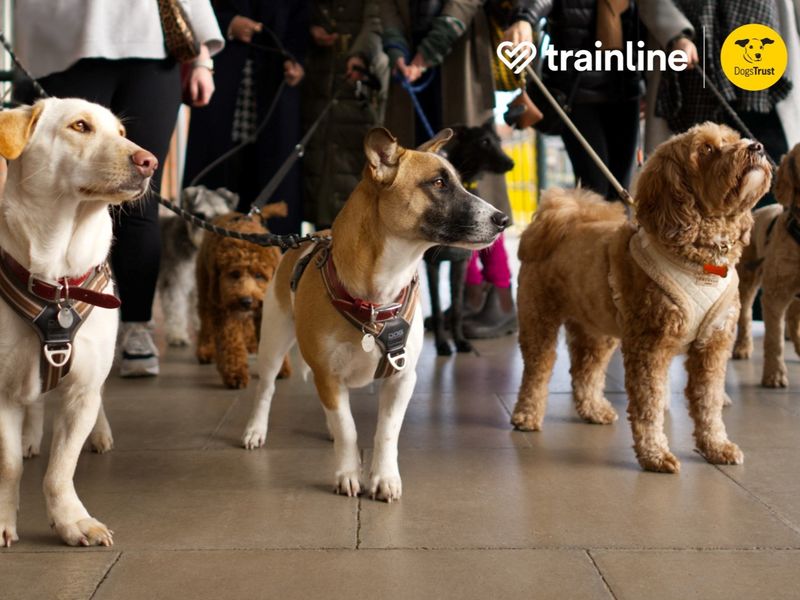 Loads of different dogs on lead walking with their owners on a train platform