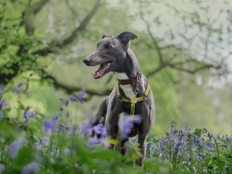 Rocket a brindle Greyhound in the woods surrounded by greenery and bluebells