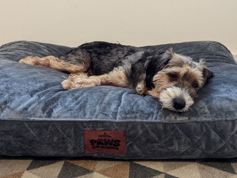 A rough-haired tri-coloured small dog lying on a navy slumberdown pet bed