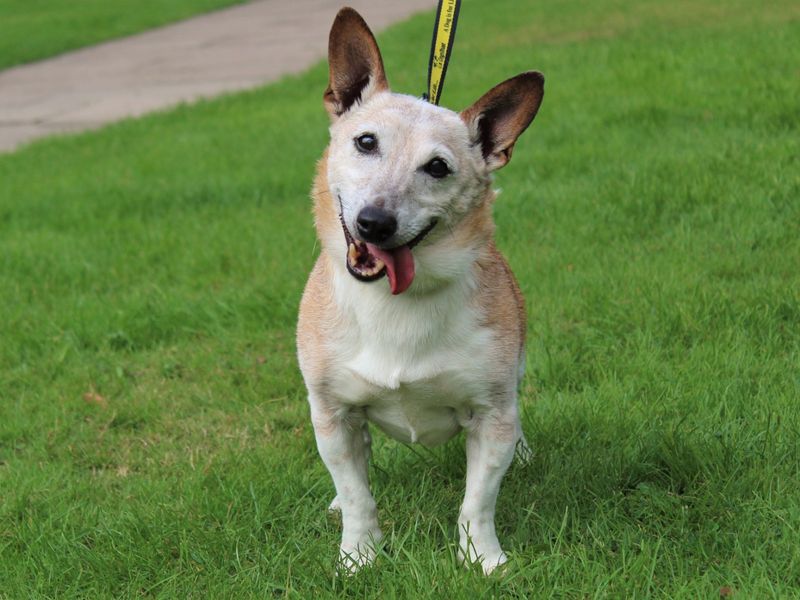 Jack Russell Puppies for sale in Kenilworth