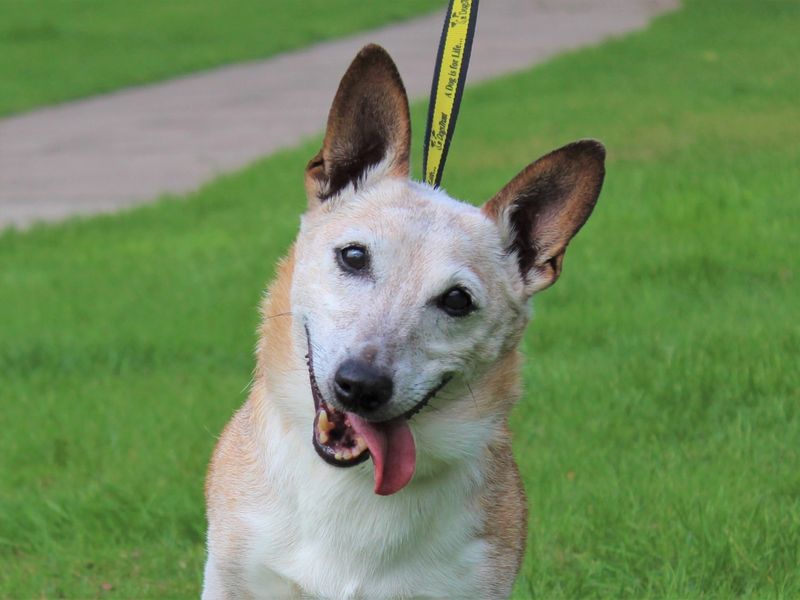 Jack Russells for sale in Kenilworth