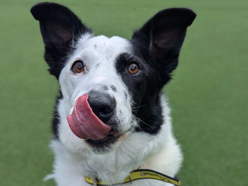 Duke | Collie (Border) Cross | Shrewsbury (Shropshire) - 1