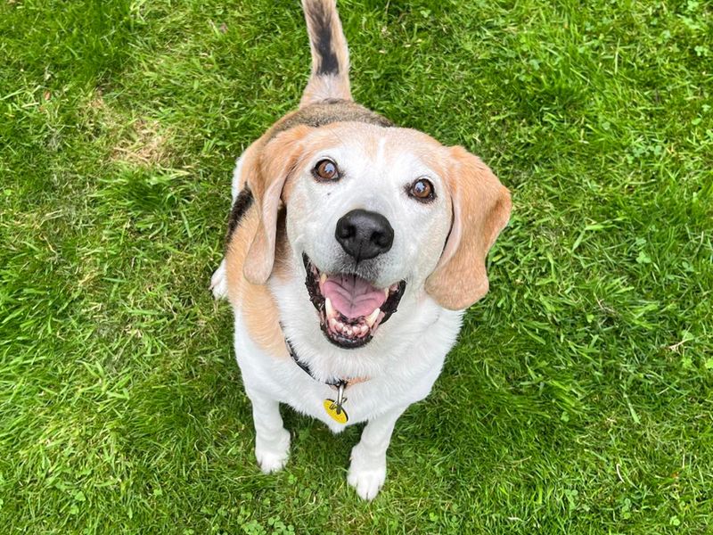 Sasha | Beagle | Leeds - 1