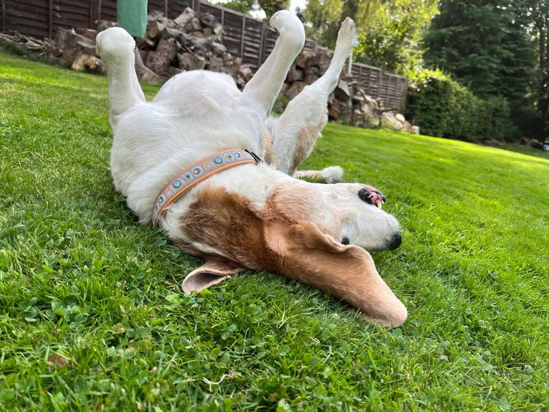 Beagle Puppies for sale in Yorkshire