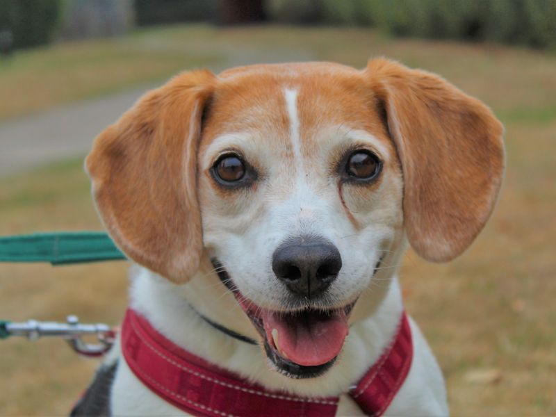 Tilly - Adopt a Beagle from Kenilworth, Warwickshire