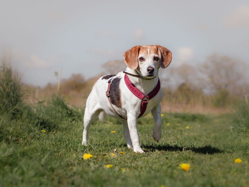 Beagle Puppies for sale in Warks