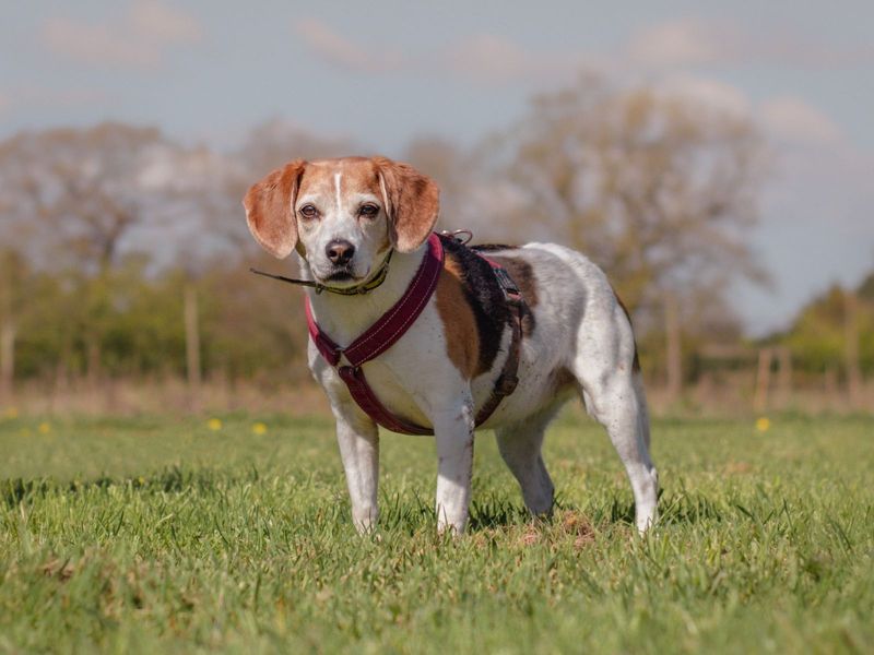 Tilly for sale in Kenilworth, Warks - Image 6