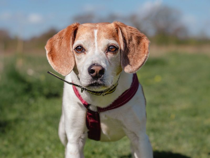 Tilly | Beagle | Kenilworth (West Midlands) - 1