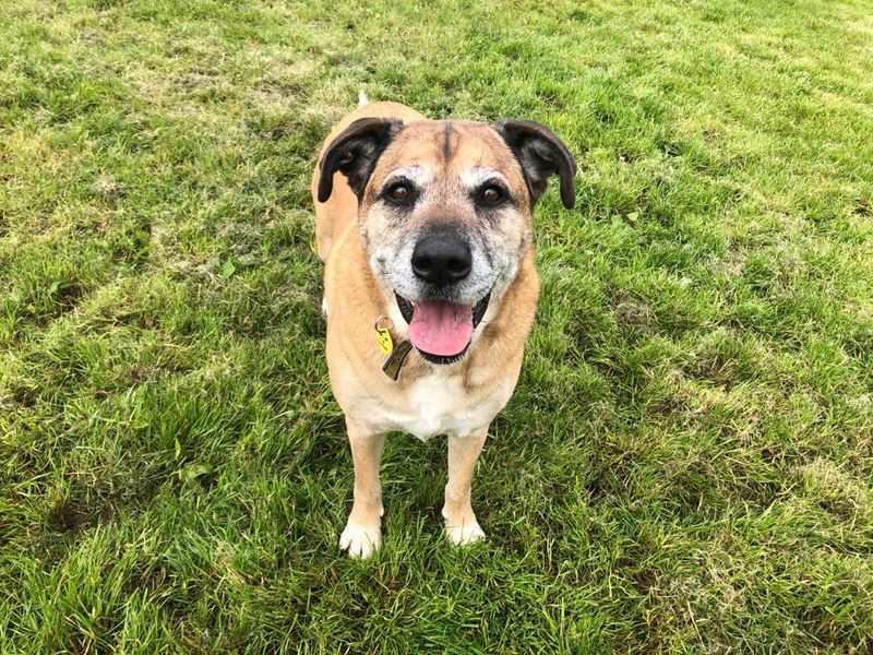 Dog trust west calder 2024 rehoming