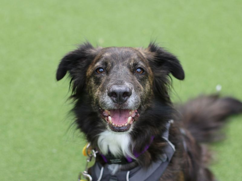 Toby for sale in Glasgow, Scotland