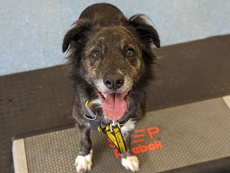 Border Collies for sale in Glasgow, Scotland