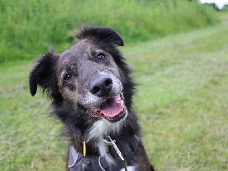 Toby for sale in Glasgow, Scotland - Image 6