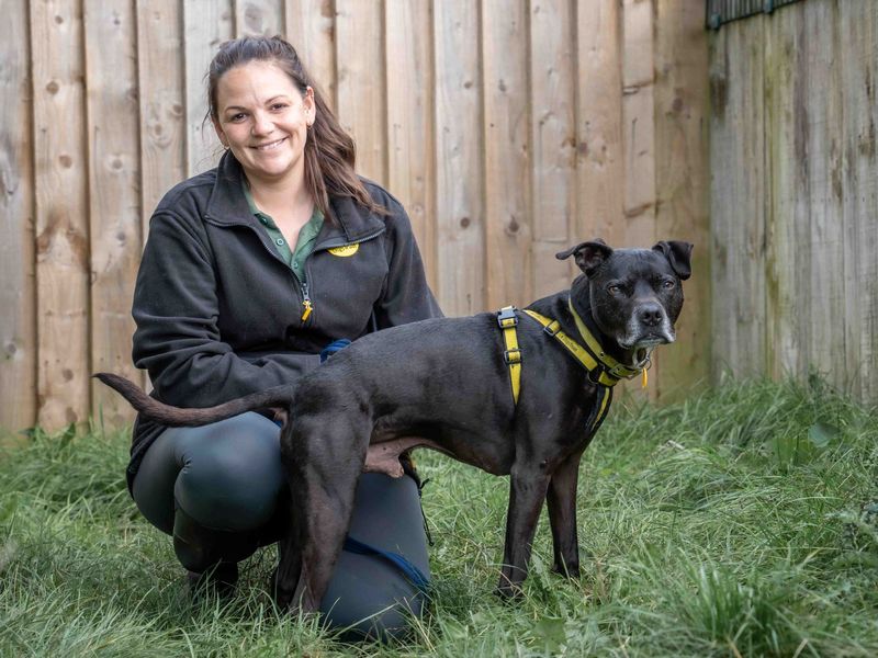 Oliver | Terrier (Staffordshire Bull) Cross | Loughborough - 1