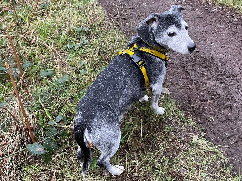 Mylo for sale in Telford, Shropshire