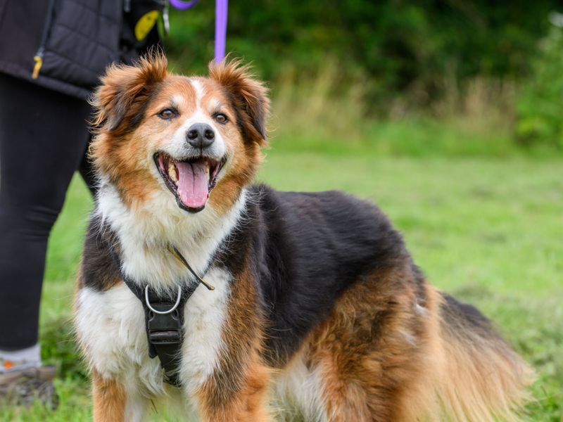 Border Collie Puppies for sale