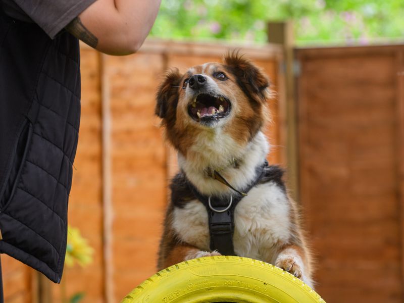 Shep for sale in Mid Glamorgan, Wales - Image 6