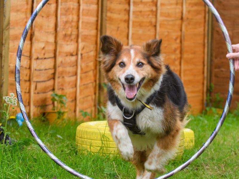 Shep for sale in Mid Glamorgan, Wales - Image 7