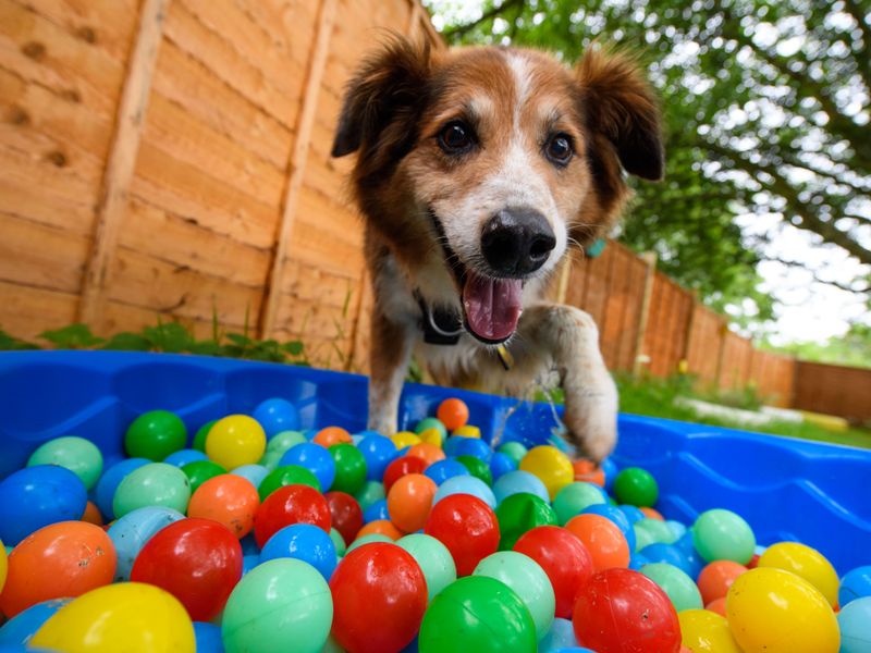 Shep | Collie (Border) Cross | Bridgend (Wales) - 1