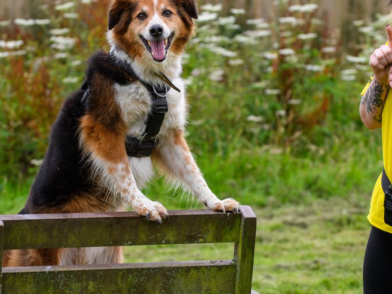 Border Collie Puppies for sale in Wales