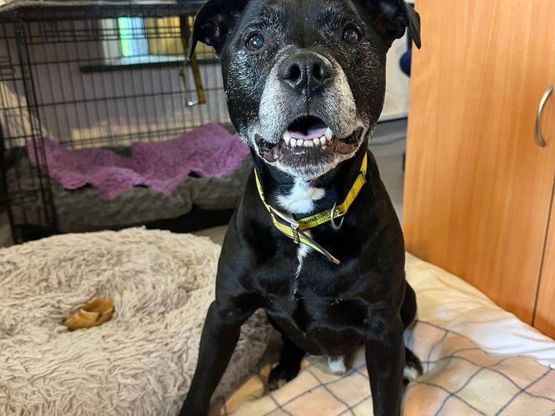 Bruce | Terrier (Staffordshire Bull) | Bridgend (Wales) - 1