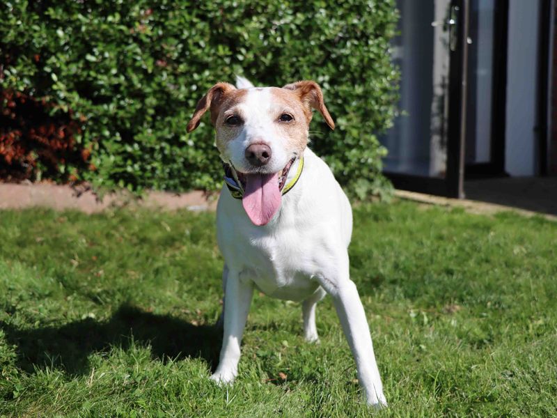 Jack Russells for sale in Sadberge, Co Durham