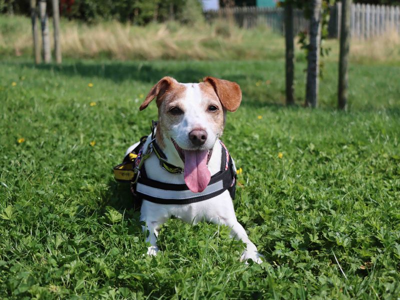 Jack Russell Puppies for sale